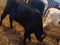 Bull, Simmental cattle — photo 4