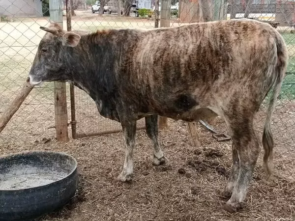 Cattle (batch, sex not specified), Cattle — South Africa