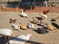 Domestic Muscovy — sawirka 3