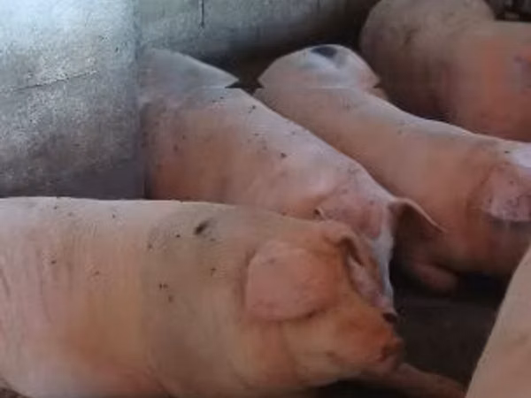 Boar, 