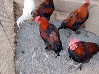 Marans — picha 3