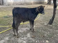 ثور, Swiss cattle — الصورة 4
