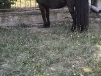 حصان, Australian Pony — الصورة 2