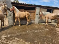 Yegua, Caballos — foto 4