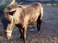 Caballo, Caballos — foto 7