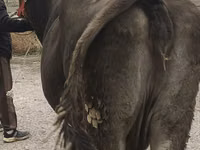 Cow, Alatau breed — photo 8