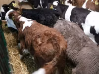 أبقار (دفعة، الجنس غير محدد), Simmental cattle — الصورة 2