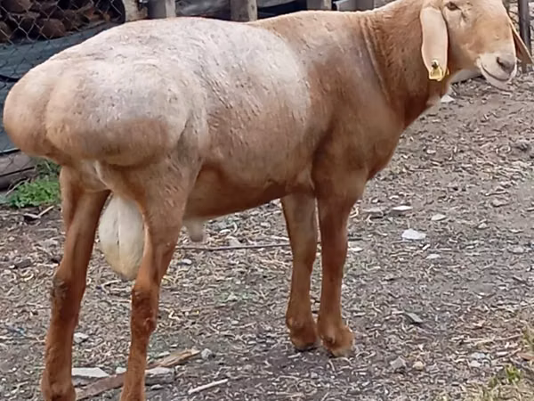 Ram, Arashan sheep