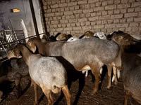 मेढ़ा, Rhon sheep — फ़ोटो 6