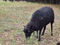 Sheep, Ouessant sheep — photo 3