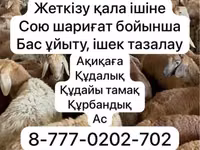 Sheep, Krasnoyarsk sheep — photo 1