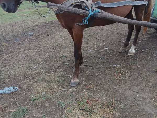 母马, Horses