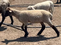 Ram, Hampshire sheep — photo 3