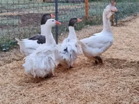 Geese — picha 5