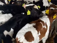 Ng'ombe dume, Russian Black pied cattle — picha 6
