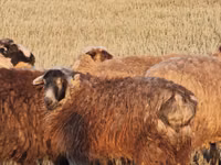 نعجة, Kazakh fat-tailed coarsewool sheep — الصورة 2