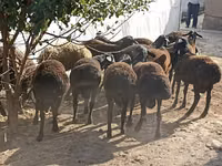 Sheep (batch, sex not specified), Tajik sheep — photo 1