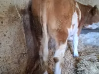 Cow, Simmental cattle — photo 1