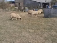 Ram, Scottish Blackface sheep — photo 2