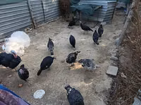 Turkeys — फ़ोटो 2