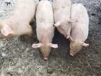 Pigs (batch, sex not specified) — photo 2