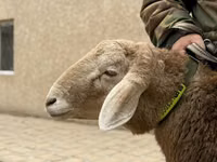 Ram, Sheep — photo 3