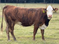 Cow, Braford — photo 3