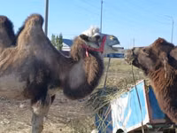 母骆驼, Kazakh Bactrian camel — 照片 2
