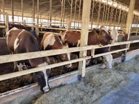 Cow, Simmental cattle — photo 1
