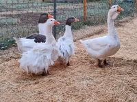 Geese — picha 1