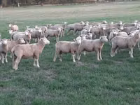 Sheep, Ile-de-France sheep — photo 3