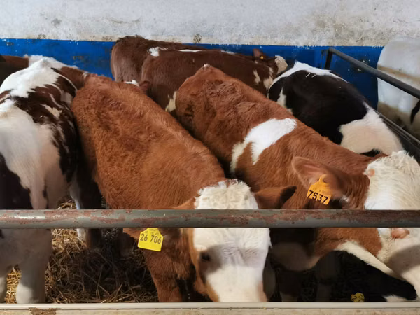 Ng'ombe dume, Simmental cattle