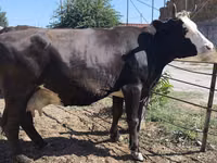 Cow, Kalmyk breed — photo 3