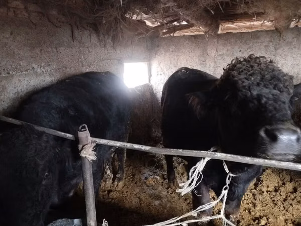 Bulle, Aberdeen-Angus