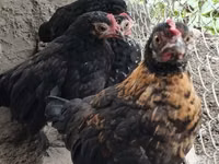 Czech Gold Brindled Hen — picha 2