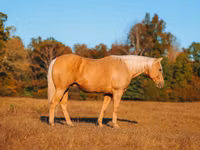 Horse (M), Quarter Horse — photo 6