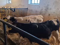 公牛, Russian Black pied cattle — 照片 3