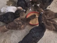 Chickens — 照片 2