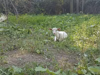 母山羊, Orenburg goat — 照片 1