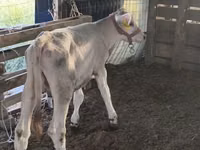 सांड, Swiss cattle — फ़ोटो 4