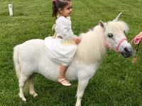 Mare, Miniature horse — photo 7