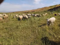 母羊, Balbas sheep — 照片 2