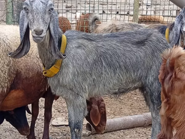 Goat, Damask goat
