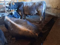 Toro, Ganado vacuno — foto 4