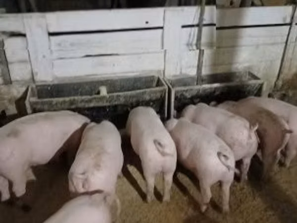 Boar, 