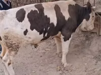公牛, Red-spotted breed — 照片 1