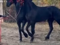 Faras dhaddig, Friesian — sawirka 2