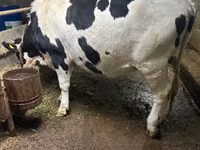 母牛, Russian Black pied cattle — 照片 1