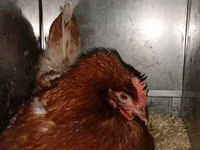 Chickens — फ़ोटो 1