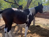 Yegua, Caballos — foto 1